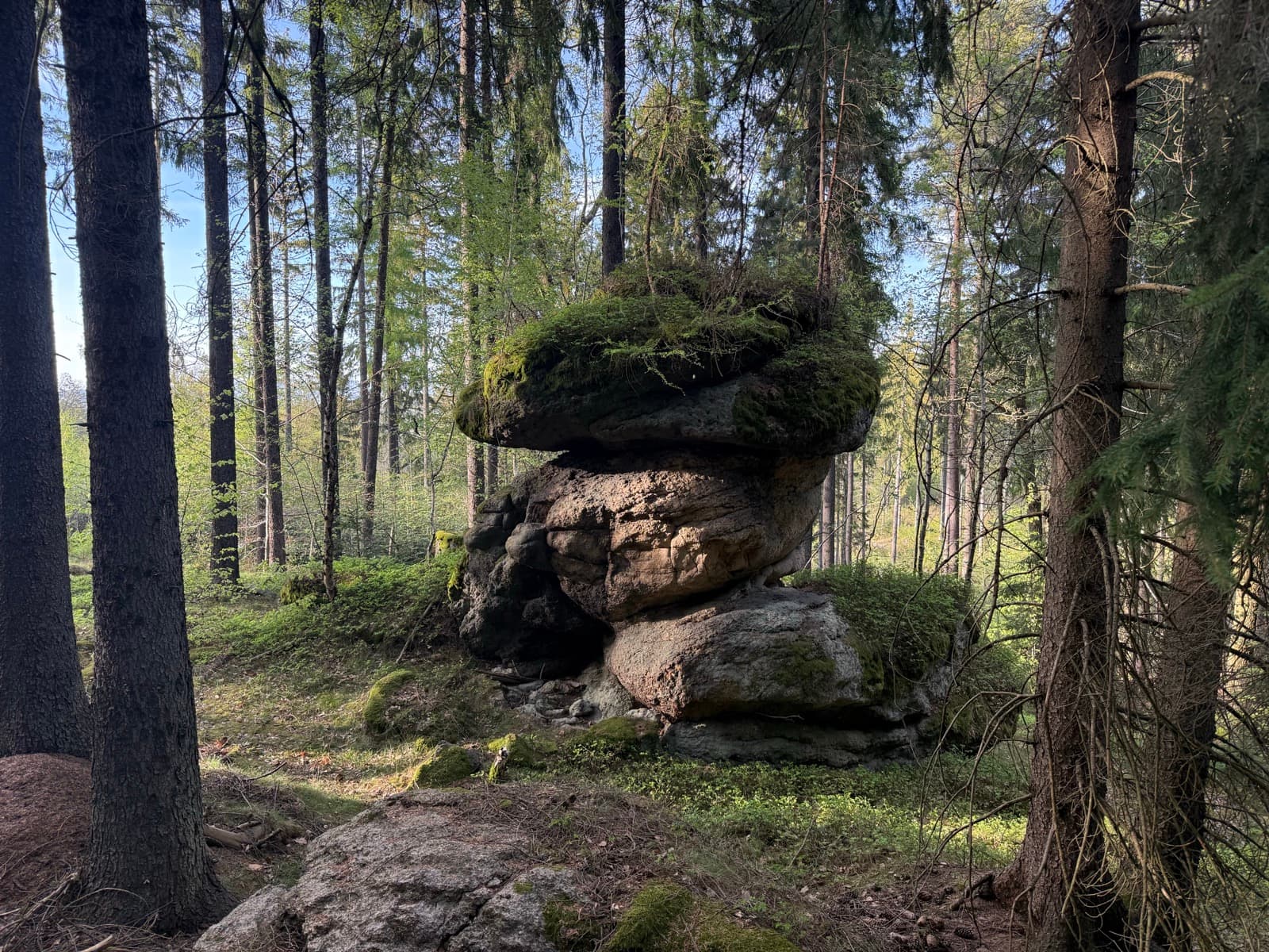 Średni Dystans - Las Bukowiec